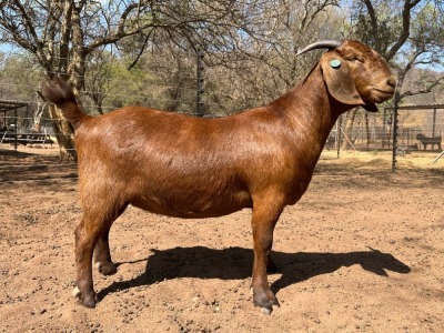 1X KALAHARI RED Stoet 10-371 DOE VANDERGOAT STUD