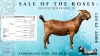 1X KALAHARI RED Stoet 10-371 DOE VANDERGOAT STUD - 2