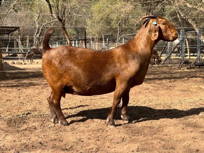 1X KALAHARI RED Stoet 17-090 DOE VANDERGOAT STUD