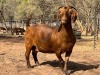 1X KALAHARI RED Stoet 17-090 DOE VANDERGOAT STUD - 2