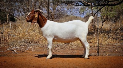 1 - WITHDRAWNX BOER GOAT Onttrek DOE WIANCKO BOERBOKSTOET