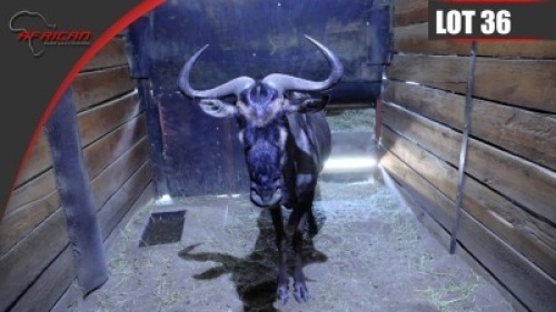 Blue Wildebeest