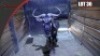 Blue Wildebeest