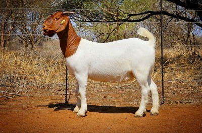 1X BOER GOAT Stoet 48-870 DOE WIANCKO BOERBOKSTOET