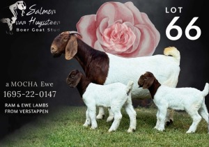 1+2X BOER GOAT Stoet 48-875 DOE SALMON VAN HUYSSTEEN BOER GOAT STUD