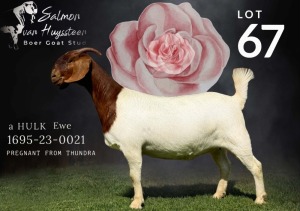 1X BOER GOAT Stoet 48-678 DOE SALMON VAN HUYSSTEEN BOER GOAT STUD