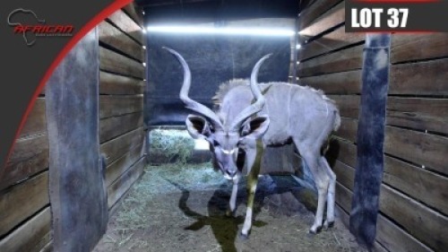 Kudu