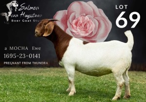 1X BOER GOAT Stoet 48-865 DOE SALMON VAN HUYSSTEEN BOER GOAT STUD