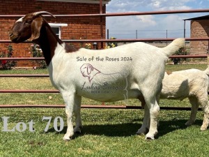 1+1X BOER GOAT Stoet 48-889 DOE LUKAS BURGER BOERGOAT STUD