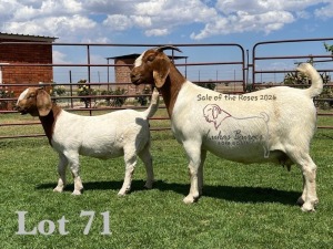 1+1X BOER GOAT Stoet 48-887 DOE LUKAS BURGER BOERGOAT STUD