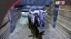 Blue Wildebeest
