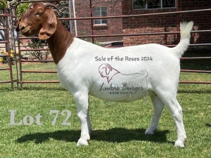 1X BOER GOAT Stoet 48-890 DOE LUKAS BURGER BOERGOAT STUD