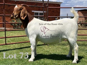 1X BOER GOAT Stoet 48-886 DOE LUKAS BURGER BOERGOAT STUD