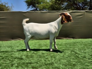 1X BOER GOAT Stoet 48-1200 DOE BOOYSEN BDY