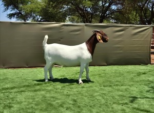 1X BOER GOAT Stoet 48-1188 DOE BOOYSEN BDY