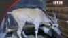 Cape Eland