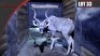 Kudu