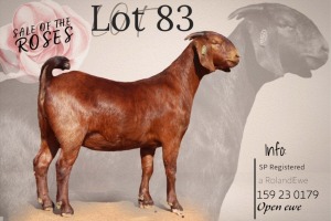 1X KALAHARI RED Stoet 48-1190 DOE KROKODILNEST BOERBOKSTOET