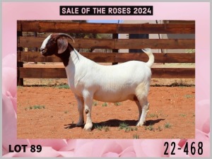 1+2X BOER GOAT Stoet 48-900 DOE MILAMIEK BOERGOATSTUD