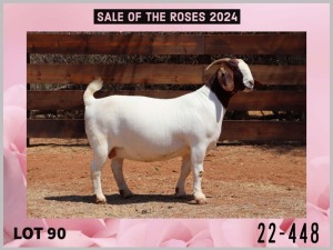 1X BOER GOAT Stoet 48-883 DOE MILAMIEK BOERGOATSTUD