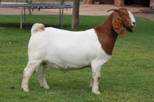 1X BOER GOAT Stoet 48-896 DOE BOSLAND BOERDERY