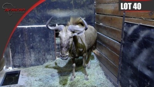Golden Gnu