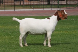 1X BOER GOAT Stoet 48-774 DOE BOSLAND BOERDERY