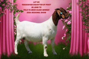 1X BOER GOAT Stoet 21-172 DOE SHONGOLOLO BOERBOK STOET