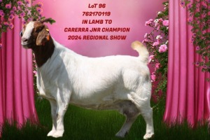 1+2 - WITHDRAWNX BOER GOAT Onttrek DOE SHONGOLOLO BOERBOK STOET