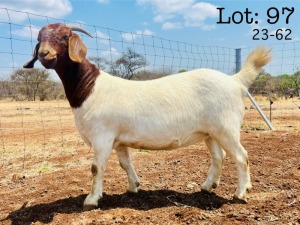 1X BOER GOAT Stoet 48-897 DOE WIMI SADA BOERBOK STOET