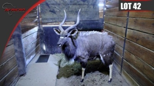 Nyala