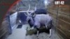 Nyala