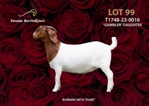 1 - WITHDRAWNX BOER GOAT Onttrek DOE PASSANO BOERBOKSTOET