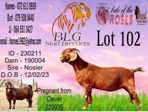 1X KALAHARI RED Stoet 17-116 DOE BLG STUD BREEDERS