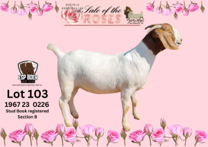 1X BOER GOAT Stoet 48-674 DOE ESP BOER GOAT STUD