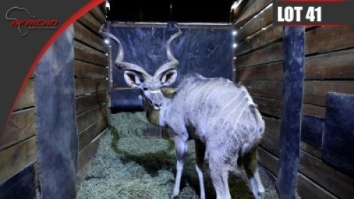 Kudu