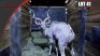 Kudu