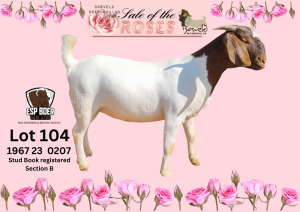 1X BOER GOAT Stoet 48-668 DOE ESP BOER GOAT STUD