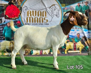 1X BOER GOAT Stoet 48-770 DOE RUAN MANS BOERGOAT STUD