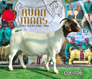 1 - WITHDRAWNX BOER GOAT Onttrek DOE RUAN MANS BOERGOAT STUD