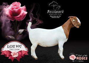 1X BOER GOAT Stoet 48-861 DOE BENCHMARK BOERBOKSTOET