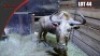 Golden Gnu