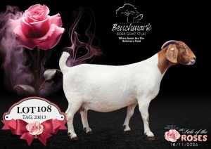 1X BOER GOAT Stoet 48-874 DOE BENCHMARK BOERBOKSTOET