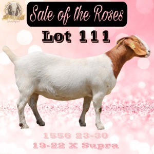 1X BOER GOAT Stoet 48-871 DOE BEZUIDENHOUT BBS