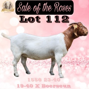 1X BOER GOAT Stoet 48-862 DOE BEZUIDENHOUT BBS