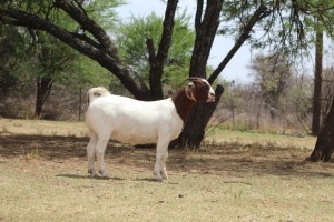 1X BOER GOAT Stoet 11-159 DOE KAULANI RANCH