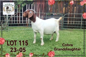 1+3X BOER GOAT Stoet 48-311 DOE LOURON BOERBOKSTOET