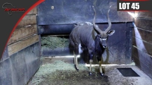 Nyala