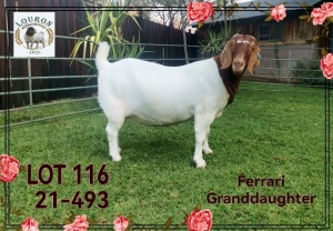 1 - WITHDRAWNX BOER GOAT Onttrek DOE LOURON BOERBOKSTOET