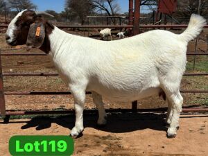 1X BOER GOAT Stoet 48-604 DOE SCHOONHEID BOER GOAT STUD